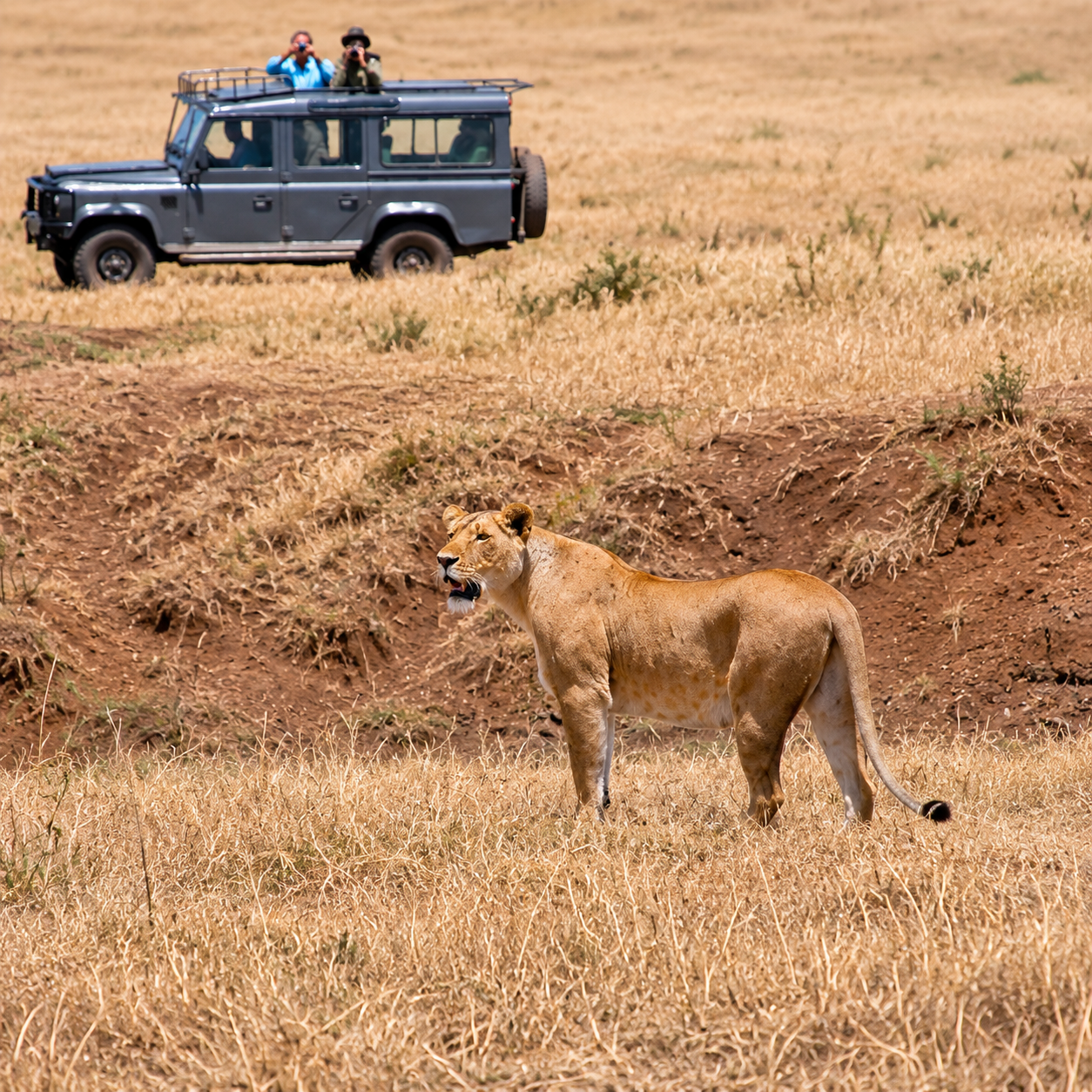 Why Do Lionesses Do Most of the Hunting? Safari Secrets | SS-002